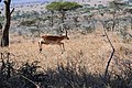 2009年3月6日 (金) 17:41時点における版のサムネイル