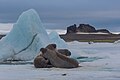 10:46, 20 май 2015 тарих алай жьуредин бицlи акунар