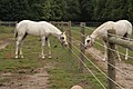 2009年4月5日 (日) 00:49時点における版のサムネイル