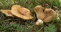 2008-11-15 Lactarius zonarius (Ævl.) 
 Fr 29114. jpg