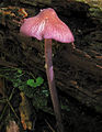 Lilastieliger Zärtling Entoloma allochroum