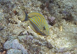 Un chirurgien rayé ou clown (Acanthurus lineatus) juvénile