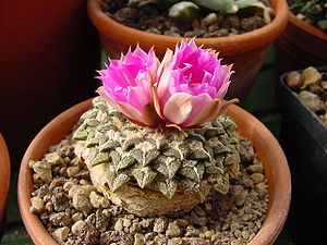 Ariocarpus kotschoubeyanus