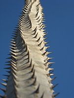 Disposition des lignes d'épines en spirale