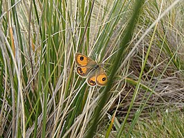 Argyrophenga janitae