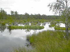 Quellgebiet der Böhme im Pietzmoor