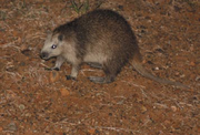 Banana Rat, Guantanamo