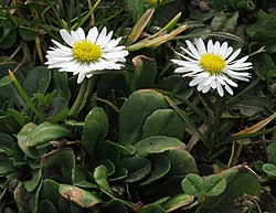 Ilggadīgā mārpuķīte (Bellis perennis)