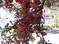 Frutos en un arbusto de Pyracantha