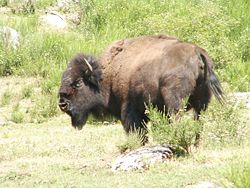 Bison bison - Awya Yala bisunti