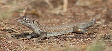 A male from United Arab Emirates