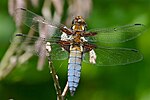 Libellula depressa – Männchen