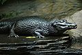 Caiman crocodilus