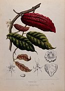 Cacao (Theobroma cacao L.)