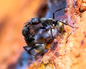 Duas formigas da espécie Camponotus sericeus se comunicando pelas antenas, as duas estão com as pernas traseiras no chão e as partes de cima do corpo apoiadas na outra formiga.