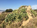 Castell del Port (Barcelona)