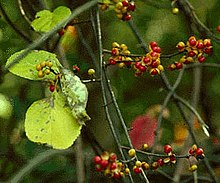 Celastrus orbiculatus.jpg