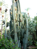 Miniatuur voor Cereus (plantengeslacht)