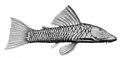 Chaetostoma breve