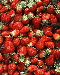 Chandler strawberries.jpg