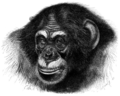 Kopf eines Schimpansen*