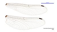 Male wings