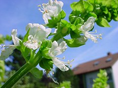 Description de l'image ChristianBauer stalk of basil.jpg.