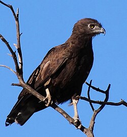 Brūnais čūskērglis (Circaetus cinereus)