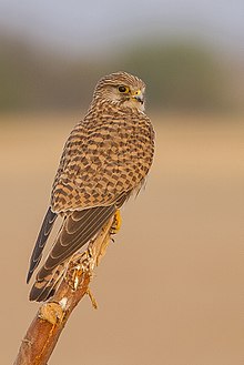 Common Kestrel Falco tinnunculus Tal Chappar Rajasthan India 14.02.2013.jpg