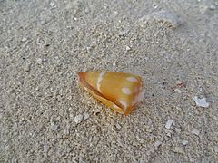 Une coquille de Conus lithoglyphus échouée sur une plage.