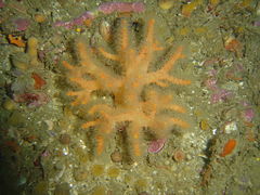 Coral on the deep reef