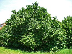 hazel tree