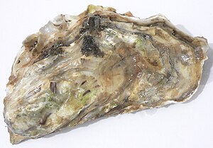 Photo of the top of an oyster