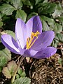 Crocus nudiflorus