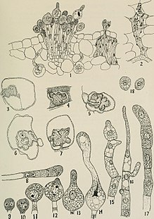 Cytological structures of Botryorhiza