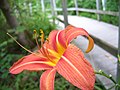 Day-lily, Hemerocallis fulva