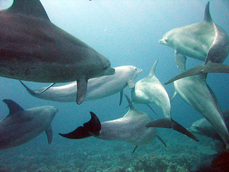 File:Dolphins gesture language.jpg