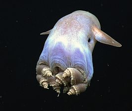 Grimpoteuthis