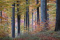 Herbstverfärbung im Dunkelsteinerwald