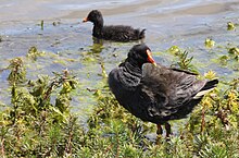 Dusky Moorhen, Gallinula tenebrosa in Victoria, Australia.jpg