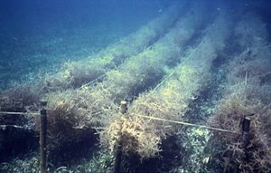 Underwater Eucheuma farming in the Philippines Eucheuma farming, Philippines (5211726476).jpg