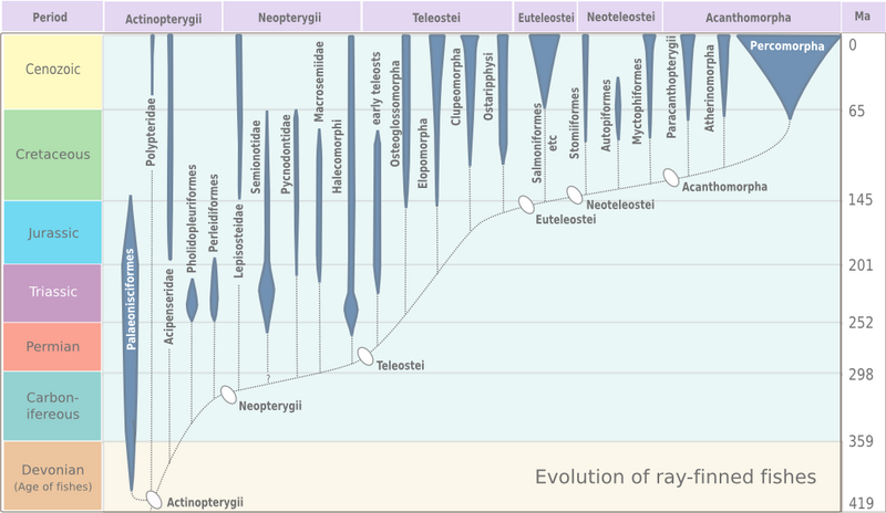 File:Evolution of ray-finned fish.png