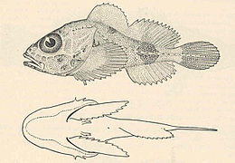 Malacocottus zonurus.