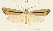 Male