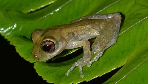 Mount Tucuche tree frog (Q225034)