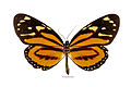 A borboleta Lycorea halia. Um modelo mimético para P. zagreus.