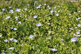 Bird's-eye speedwell