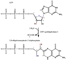 GTP-cyclohydrolase-response.png