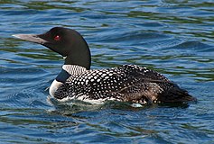 Gavia immer -Minocqua, Wisconsin, USA -swimming-8.jpg