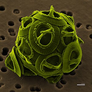 円石藻 (Gephyrocapsa oceanica)、走査型電子顕微鏡により拡大撮影 写真：利用者:NEON、着色：Richard Bartz